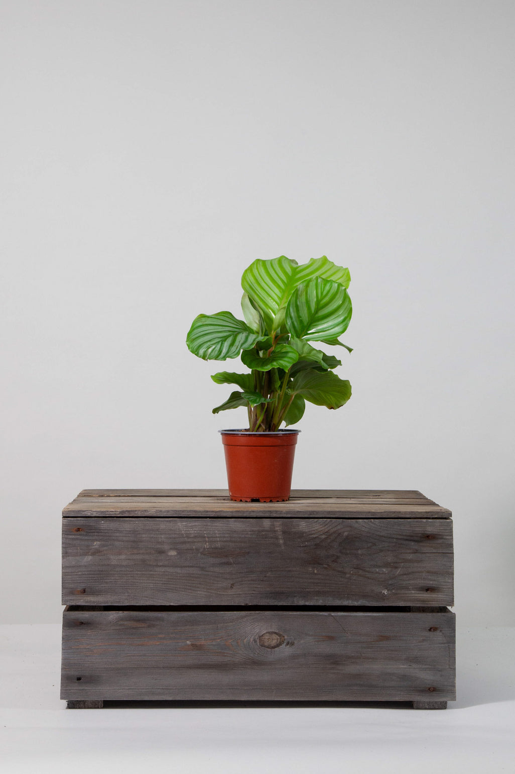 files/IndoorPlants-StudioShots13.11.2023-099.jpg